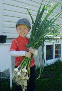 Young gardener with young garlic